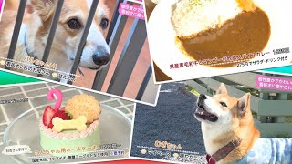 Ｔｒｅｎｄ＃Ｌｉｎｋ 個性豊かでかわいい！看板犬に癒されるお店