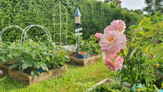 ไอเดียจัดสวนผักหลังบ้าน แปลงผักสวนครัวปลอดสารพิษ ปลูกผักกินเอง Vegetable Garden Tour🥜🫑 Hatley Garden