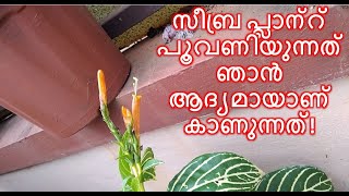 സീബ്ര പ്ലാന്റ് പൂവണിയുന്നത് ഞാൻ ആദ്യമായാണ് കാണുന്നത്