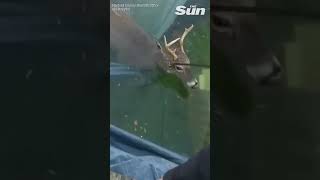 Maryland deputies save stuck deer from pool in Bel Air #shorts 🌊🦌