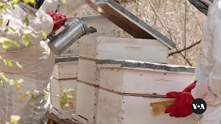 How beekeeping is helps communities cope with climate change in Kenya