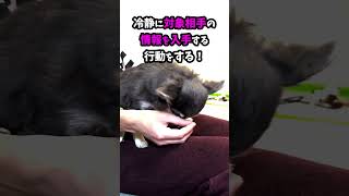 犬がこの行動をしたら長生きする！ #shorts