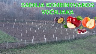 Sadnja kombinovanog voćanjaka šljive, jabuke, kruške, višnje, trešnje