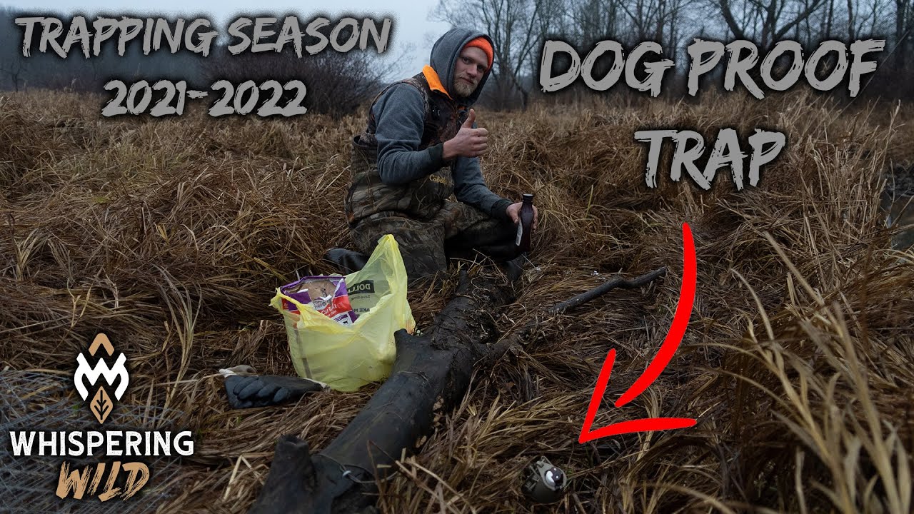 WERE TRAPPING AGAIN!!! Furbearer Season Is HERE | Muskrat & Raccoon ...