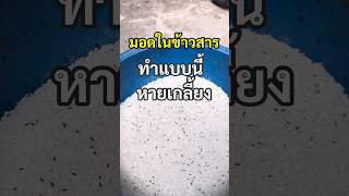 วิธีกำจัดมอดออกจากข้าวสารง่ายนิดเดียวมอดออกหมดเกลี้ยงถัง #วิธีกำจัดมอด #มอดในข้าวสาร