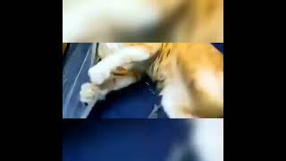 Porupanavan illa ma 😺No 1 porukki payan😾#funny videos #cats #pets#trending #shorts