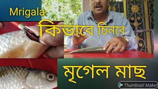 Mrigala/ Fishery/ Fish  মৃগেল মাছ., Cirrhinus Mrigala. Biology.