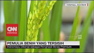 Pemulia Benih yang Tersisih