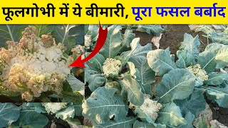 |🥦फूलगोभी में मुनाफा कम, अगर हो जाए ये बीमारी |🚜 Farming With Piyush |🧑‍🌾फूलगोभी की खेती |