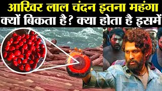 देखिए लाल चंदन इतना महँगा क्यों बिकता है ? क्या होता है इसमें खास Why Red Sandalwood Is So Expensive