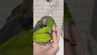 ママの手に甘えるシモフリインコ