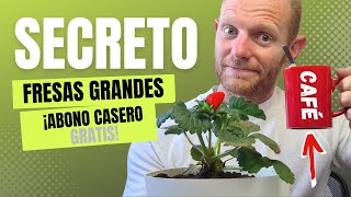 🍓Fresas en Maceta con este Abono Casero Natural y Orgánico a base de Café ☕