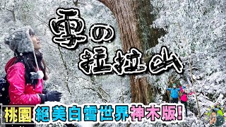 神木與雪！台灣最大巨木群長出白白的鬍子啦！？你沒見過的拉拉山美景｜桃園