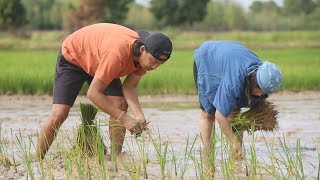 ดำนาตามประสาคนรุ่นใหม่ ดำไวเวอร์ | ไปตามฝัน2