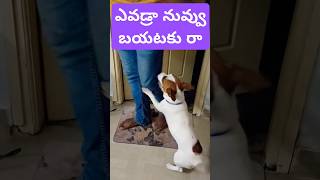 ఎవడ్రా నువ్వు బయటకు రా #dog #jackrussell #rocky #funny #talking #video #shorts #ytshorts #cutedog