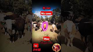 My cows... Moo... EP#108