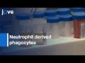 Neutrophil derived phagocytes Development and Identification | Protocol Preview