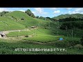 宇治茶の生産地「京都府和束町」を訪れました。