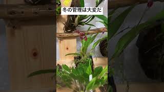 【蘭に水やり】冬の部屋での管理は大変だけど、胡蝶蘭の花が見たいので頑張って水あげます