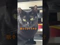 20250202 寝床で寝る前のくろすけちゃん❤️眠そう 保護猫 可愛いすぎる cat 黒猫 ねむねむ