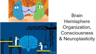 AP Psychology - Unit 2: Biological Bases, Part 7: Hemispheres, Consciousness & Neuroplasticity