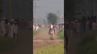 #SUBSCRIBE #horseracing #horseriding #marwarihorse #trending #explorepage #horseofinstagram