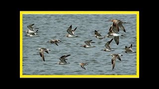 The bar-tailed godwit’s navigational system