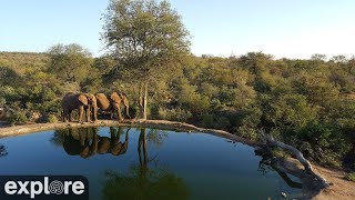 Africam Rosie's Pan powered by EXPLORE.org