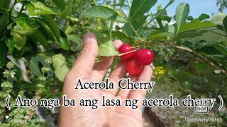 Acerola Cherry ( Ano ang lasa ng acerola cherry ) what is the taste of acerola cherry