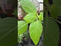 Organic Rocoto Pepper plants 🪴 grown in FL 🇵🇪🇺🇸