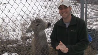 Smiley the 20-year-old mule deer