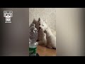 Funny Husky Dogs Make You Laugh Non-Stop 😂  Funny Dog Videos🐶  Funny Husky Videos