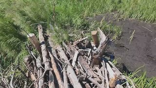 Learning from beavers: how humans are healing Colorado watersheds via dams