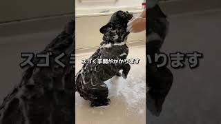 こんな人はフレブルを飼うな！！【やめておけ】【ぶひ録】