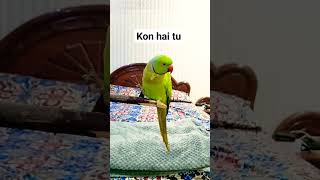 me mithu hu 🤣 #parrotvideos #parrot #talkingparrot #greenparrot #petbird #birdtalking #funny