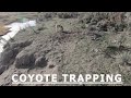 COYOTE TRAPPING- Checking Traps And Snares