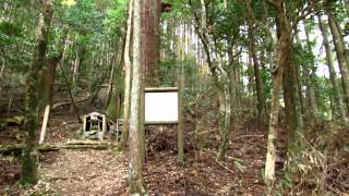 公士方神社の杉(香美市別府）