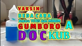 Tata Cara Sebelum  V A K S I N  Gumboro