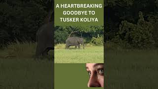 Sri Lanka Loses Another Majestic Tusker | 🐘❤ Remembering Tusker Koliya