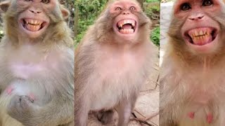 Monkey Lough like Human (funny Lough