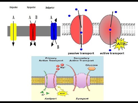 Active And Passive Transport; Primary And Secondary Active Transport ...