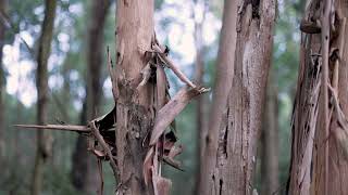 Stepping into nature - a mindful forest walk in Kinglake National Park