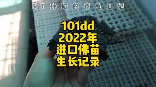 101dd2022年进口佛苗一年零8个月生长记录