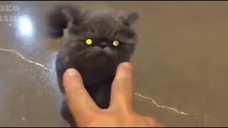 Destroy Everything! metal cats music video - Hatebreed