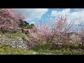 🌸桑田山 雪割桜🌸