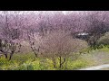 🌸桑田山 雪割桜🌸