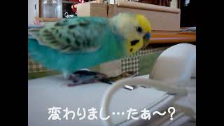 おしゃべりインコの部屋