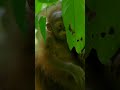 Peek-a-boo with a baby orangutan 🥰 #NatGeo #BabyAnimals #Shorts Video by Tim Laman