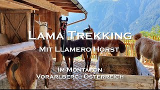 Das Besondere an Lama-Trekking im Montafon | In den Alpen 2022 | Interview mit einem Lama-Experten