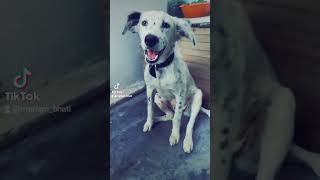 Stray Dogs ,Menday & Sandy | Rescued & Adopted | Shorts | Dog Rescue in Pakistan